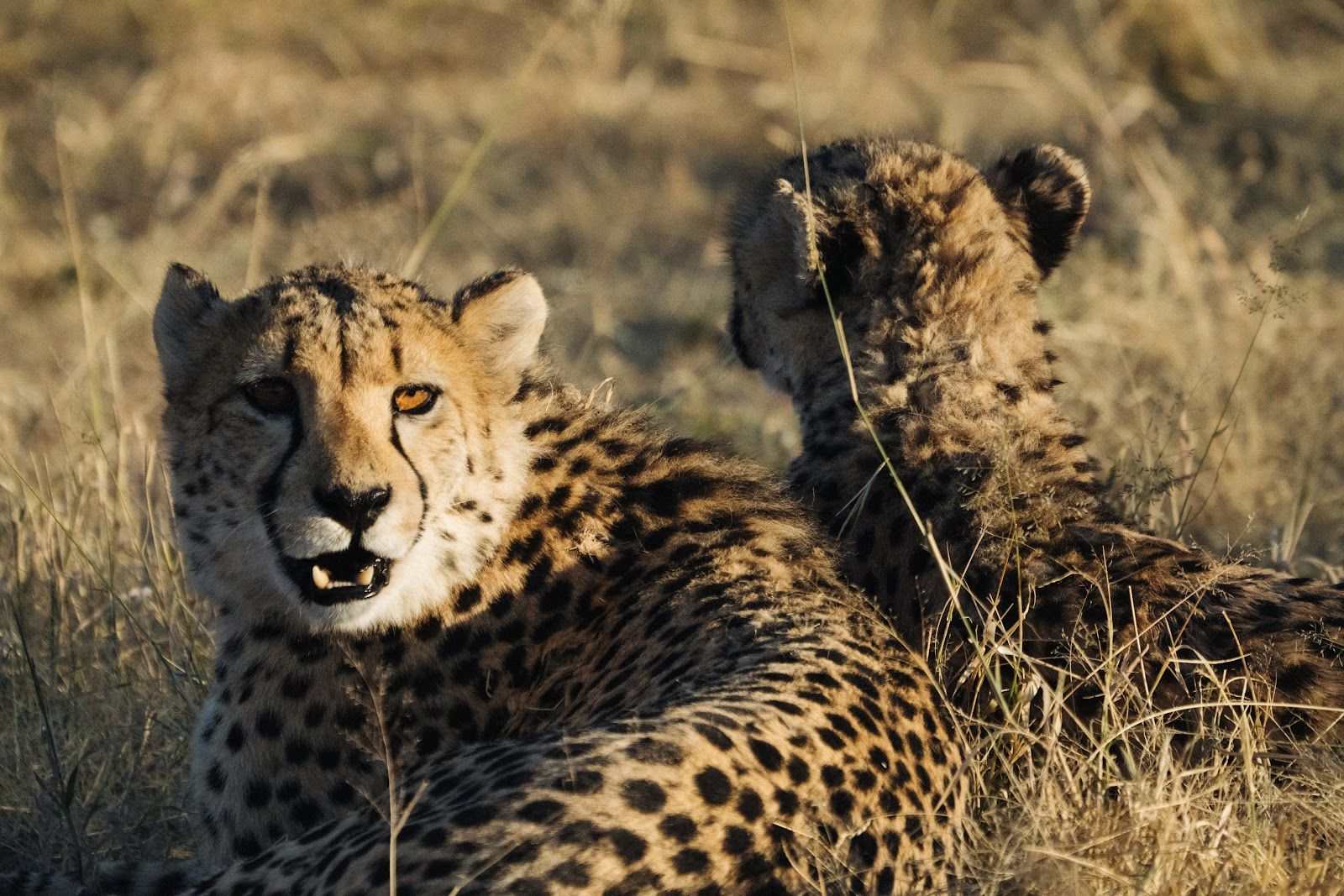 Cheetah brothers