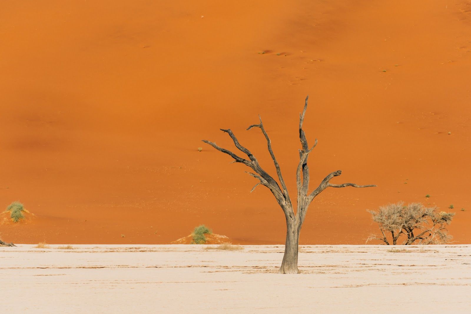 Camel thorn, Deadvlei
