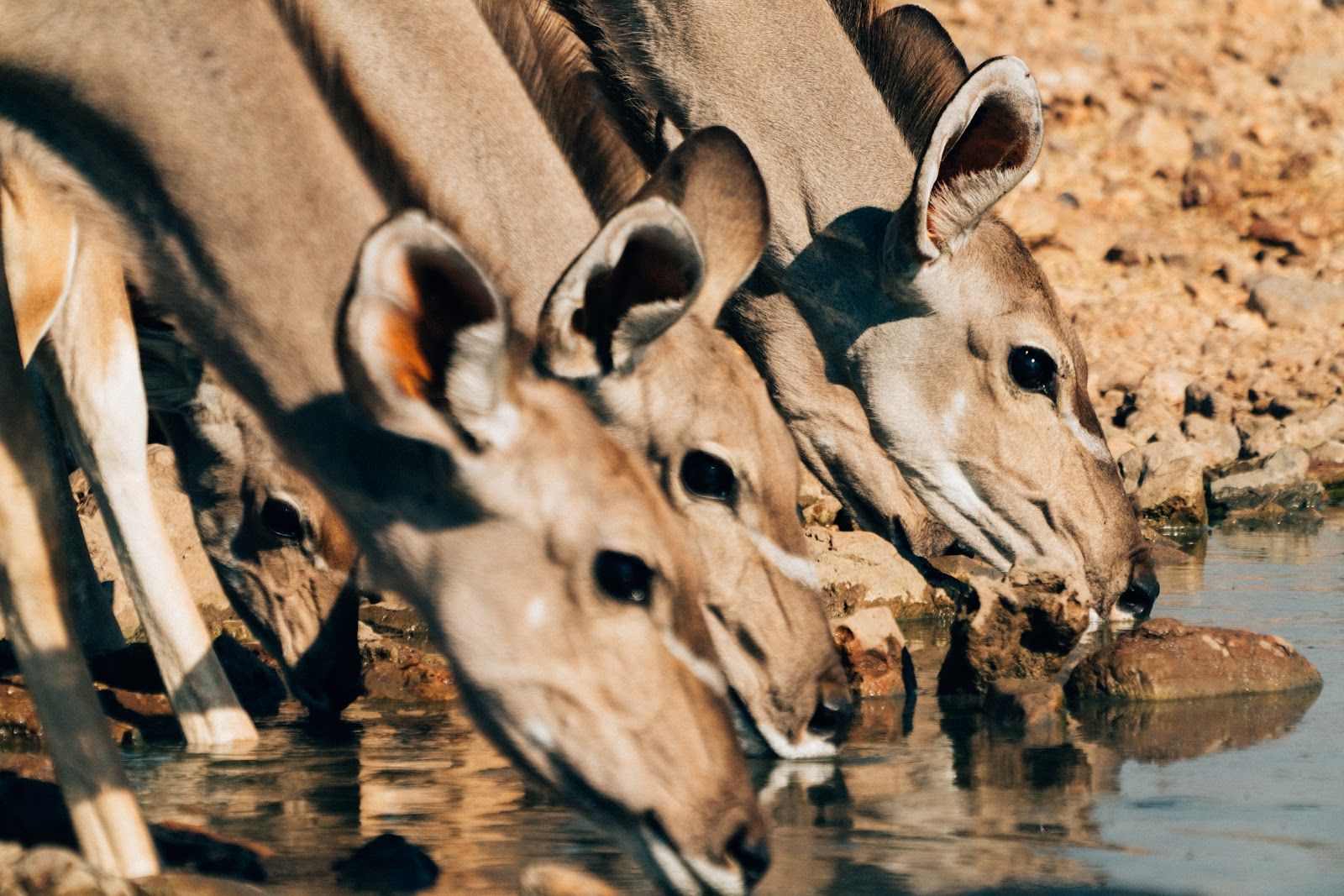 Kudu at the waterhole