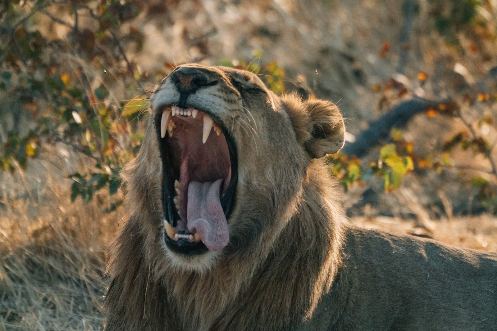 Lion at first light