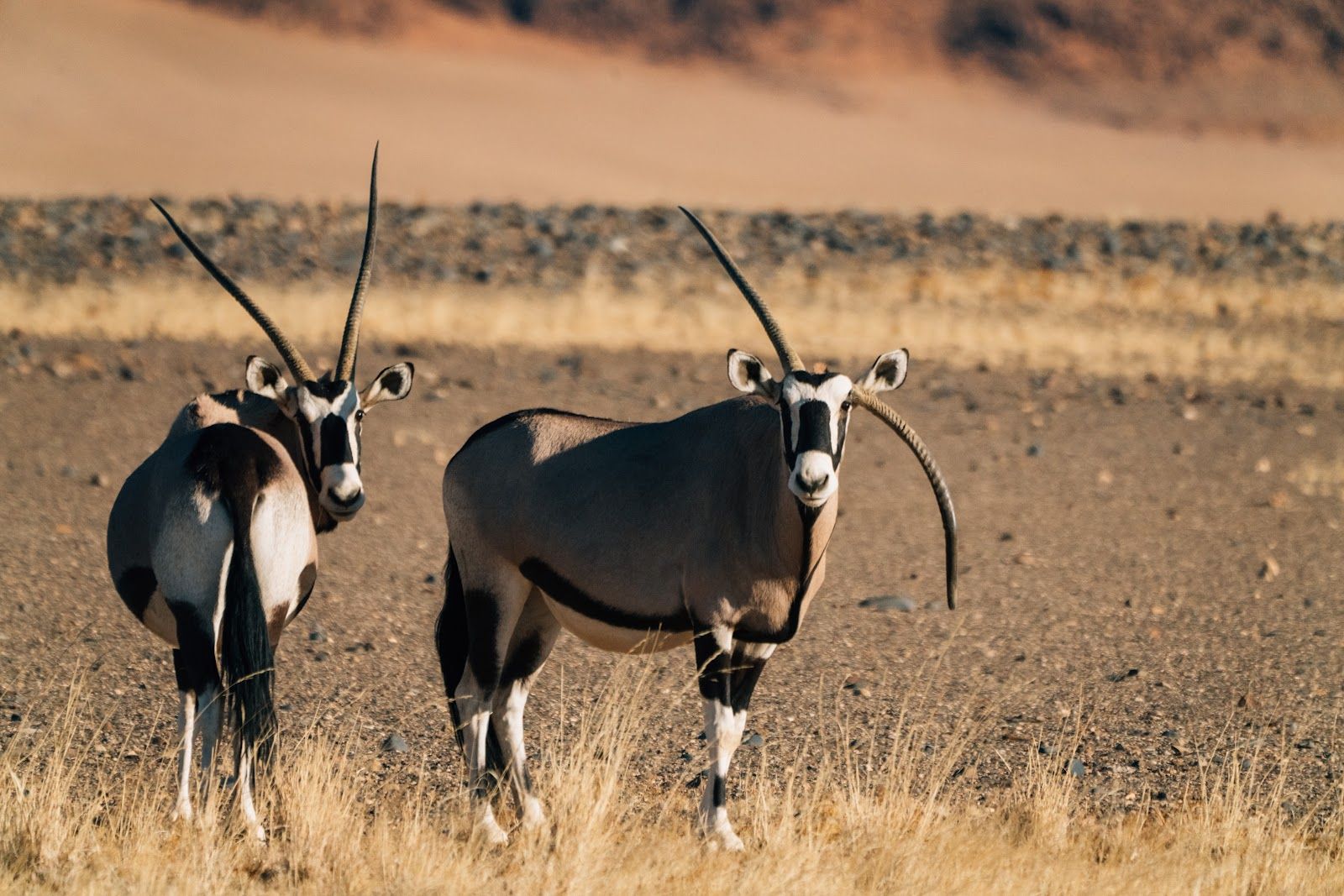 Oryx on the gravel plains