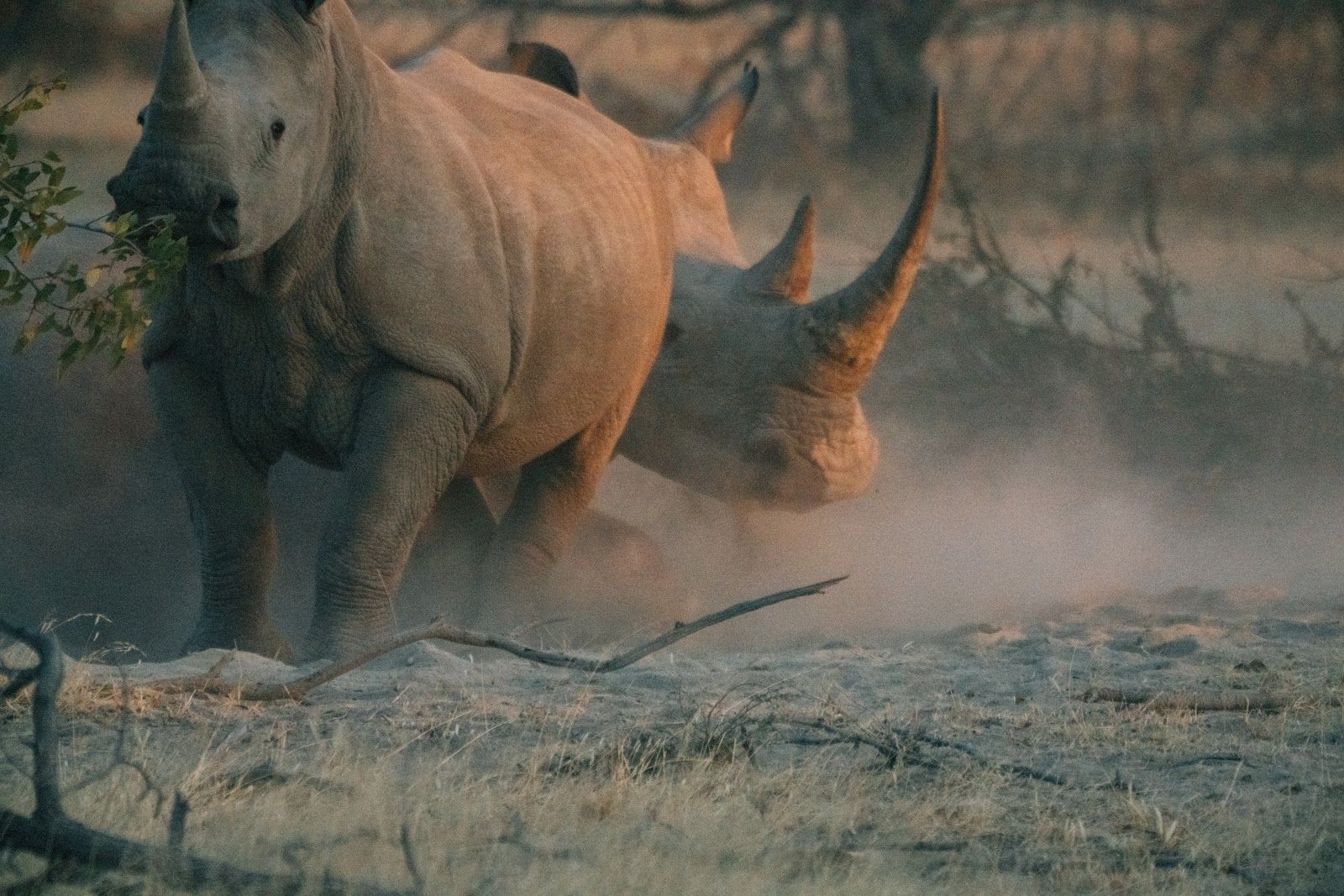 Rhinos in the dust