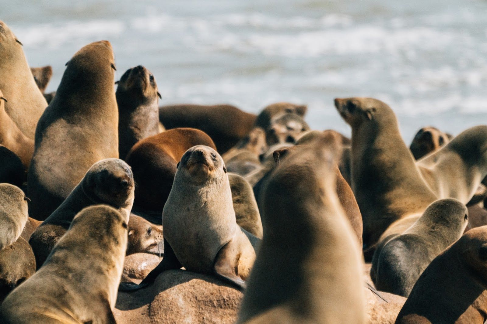 Cape fur seal colony