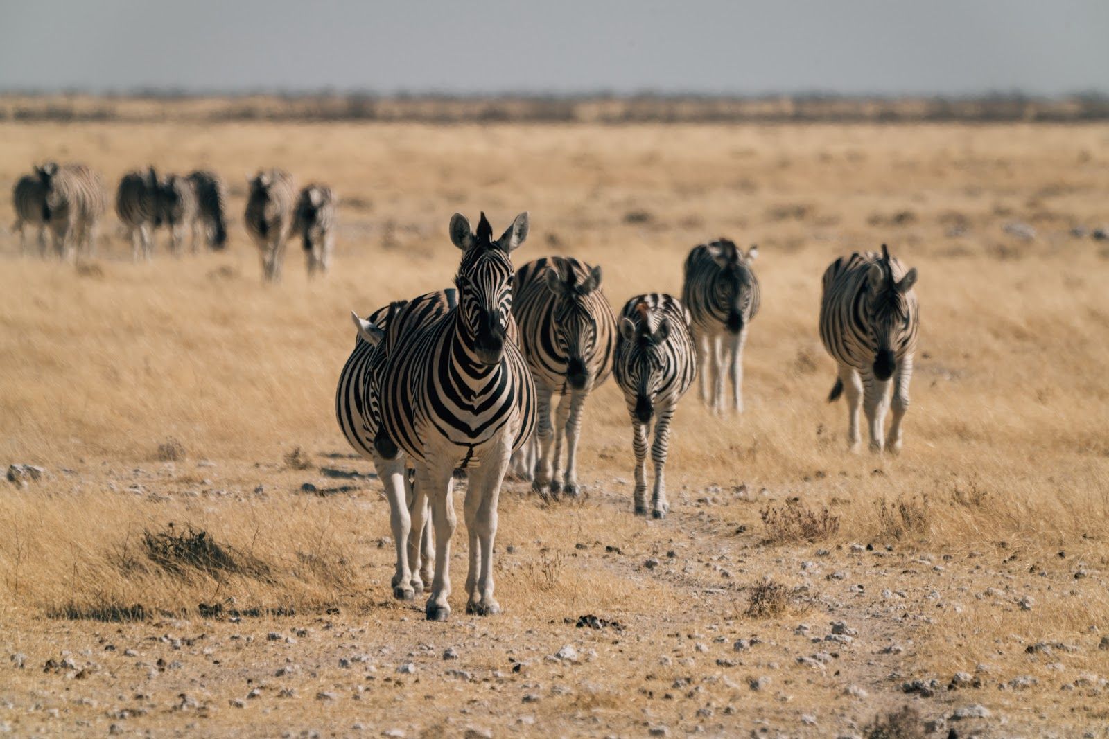 Zebra on the move