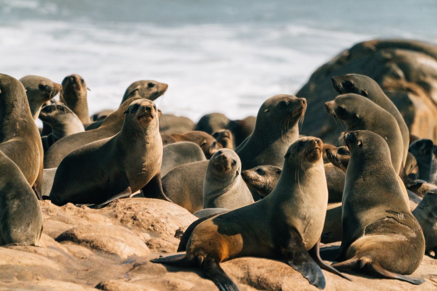 Dense colony of Cape fur seals on the rocks with surf behind